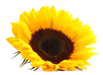 One beautiful sunflower with bright petals isolated on white