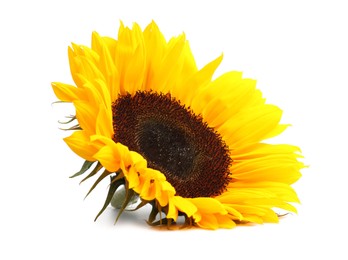 Photo of One beautiful sunflower with bright petals isolated on white