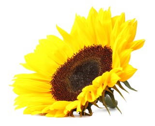 One beautiful sunflower with bright petals isolated on white