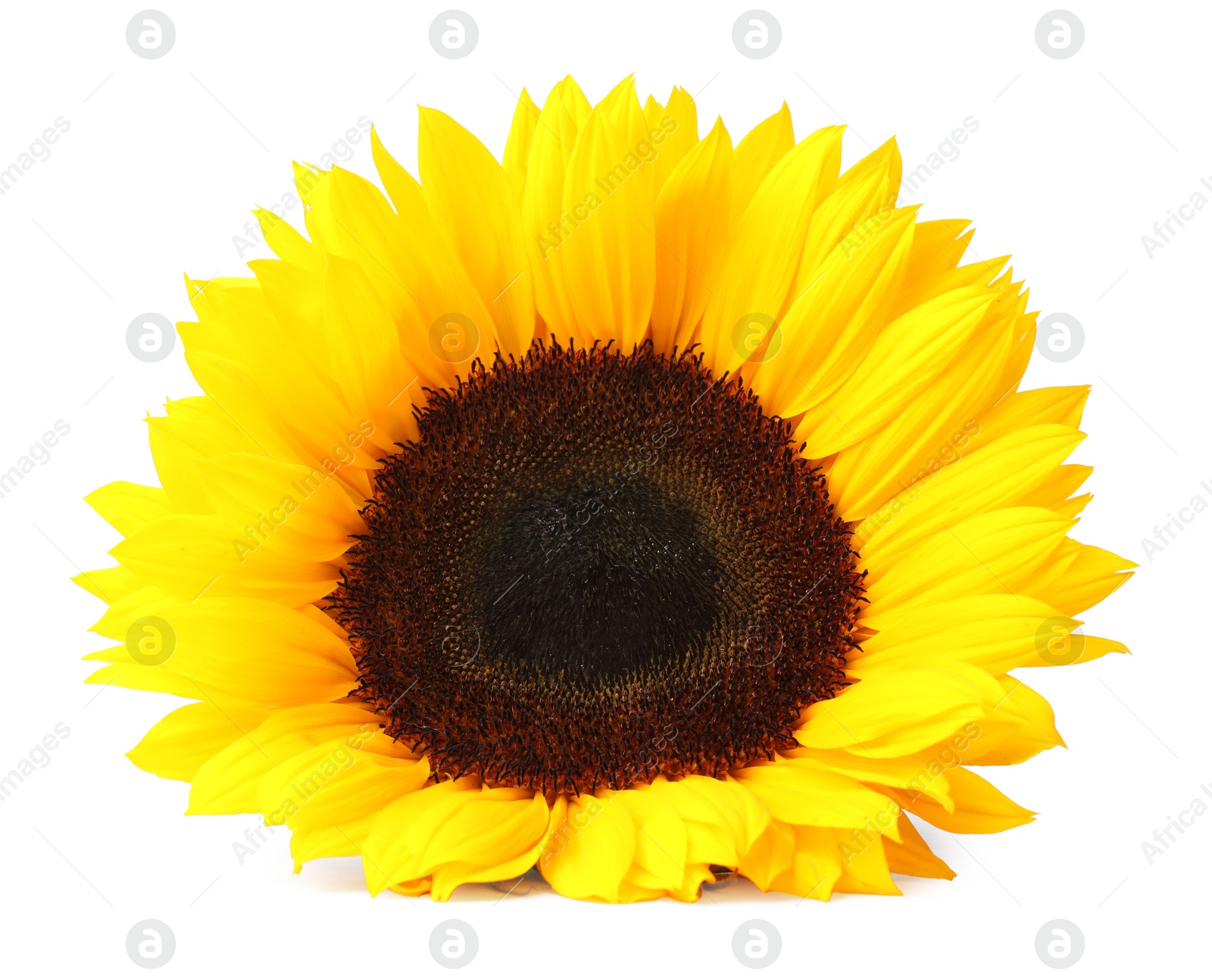 Photo of One beautiful sunflower with bright petals isolated on white