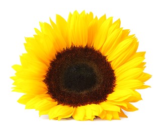 Photo of One beautiful sunflower with bright petals isolated on white