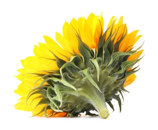 Photo of One beautiful sunflower with bright petals isolated on white