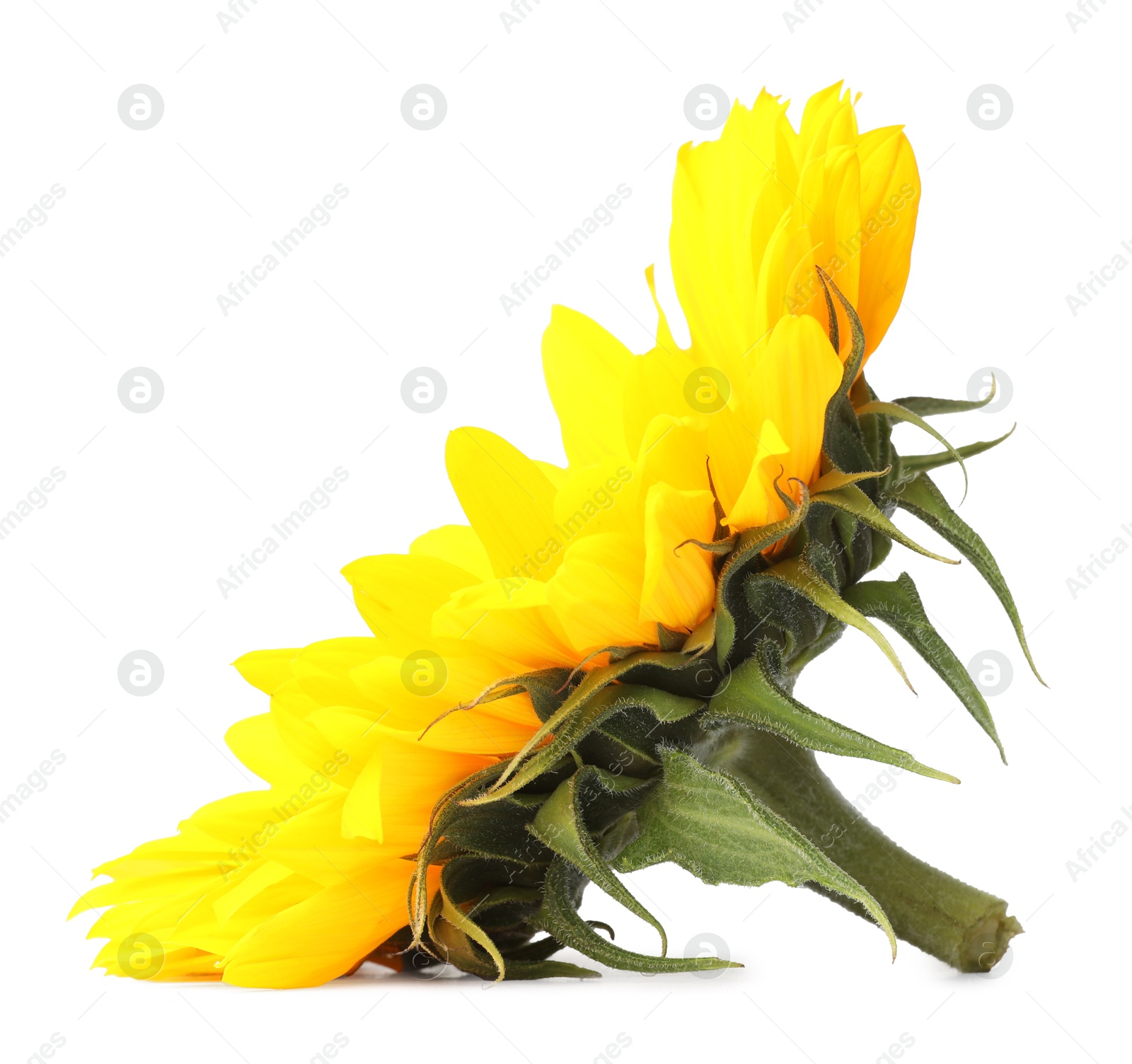 Photo of One beautiful sunflower with bright petals isolated on white