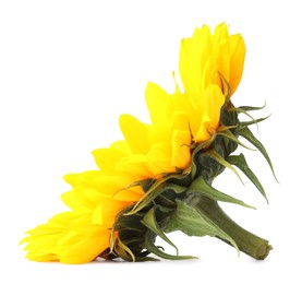 Photo of One beautiful sunflower with bright petals isolated on white