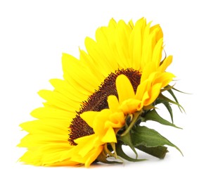 Photo of One beautiful sunflower with bright petals isolated on white