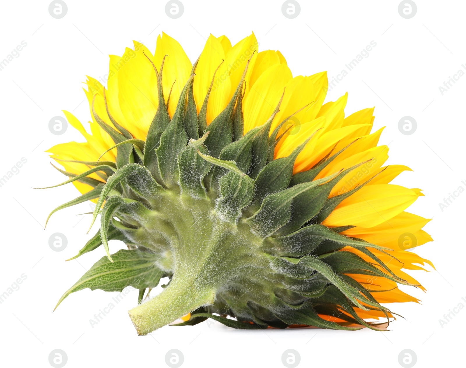 Photo of One beautiful sunflower with bright petals isolated on white