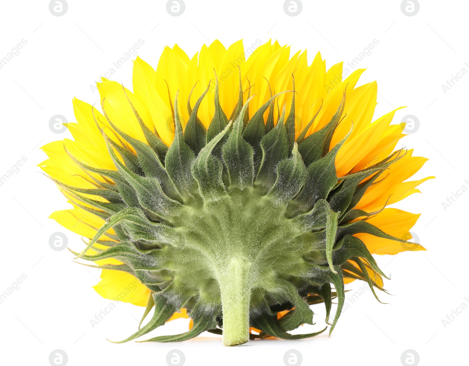 Photo of One beautiful sunflower with bright petals isolated on white