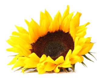 Photo of One beautiful sunflower with bright petals isolated on white