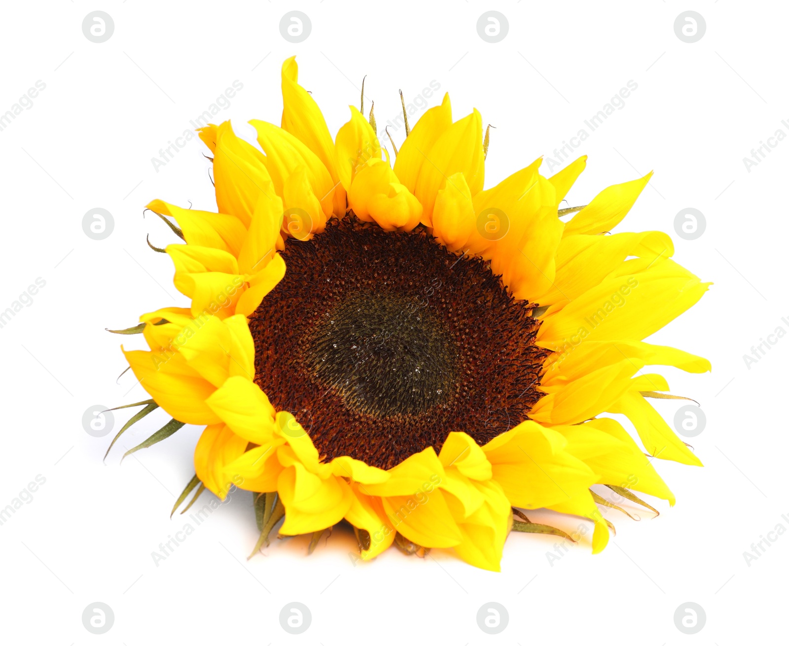 Photo of One beautiful sunflower with bright petals isolated on white