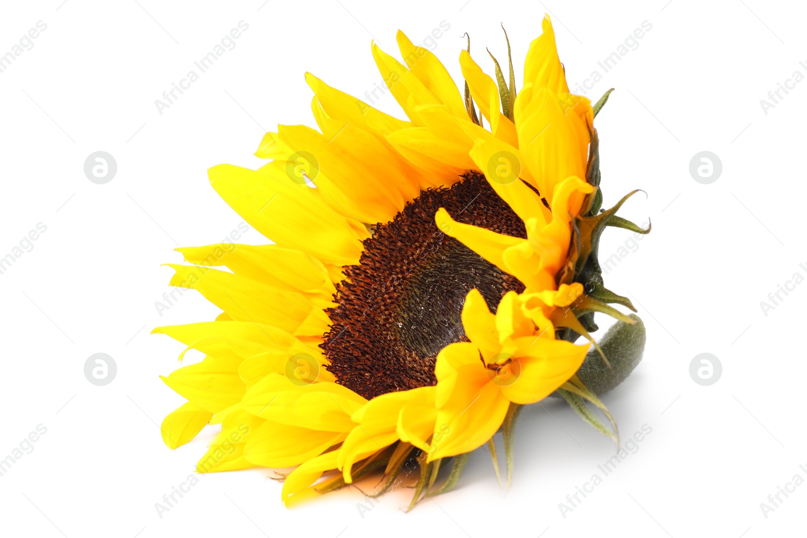 Photo of One beautiful sunflower with bright petals isolated on white