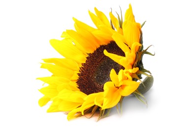 Photo of One beautiful sunflower with bright petals isolated on white