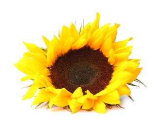 Photo of One beautiful sunflower with bright petals isolated on white