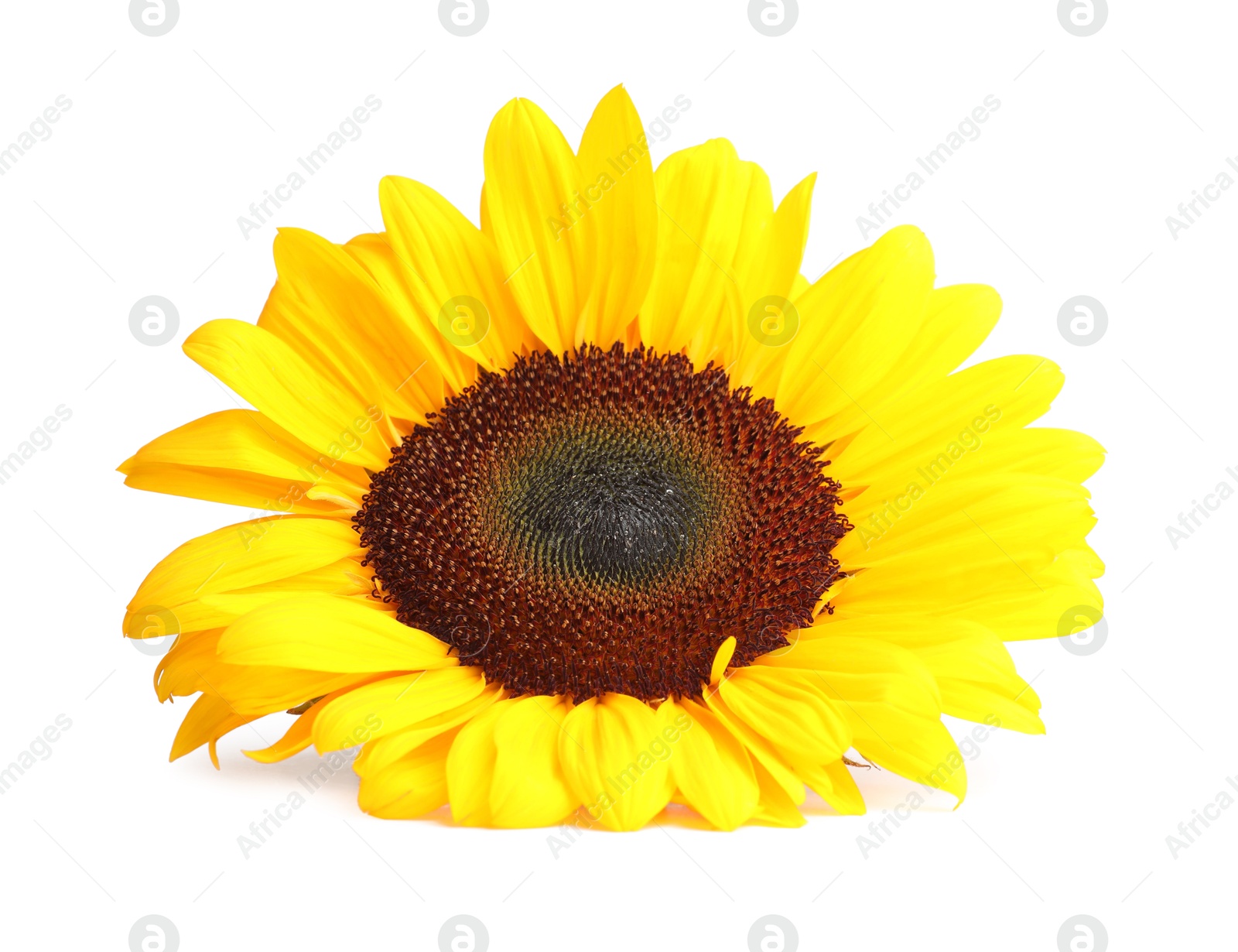 Photo of One beautiful sunflower with bright petals isolated on white