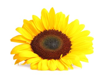 Photo of One beautiful sunflower with bright petals isolated on white