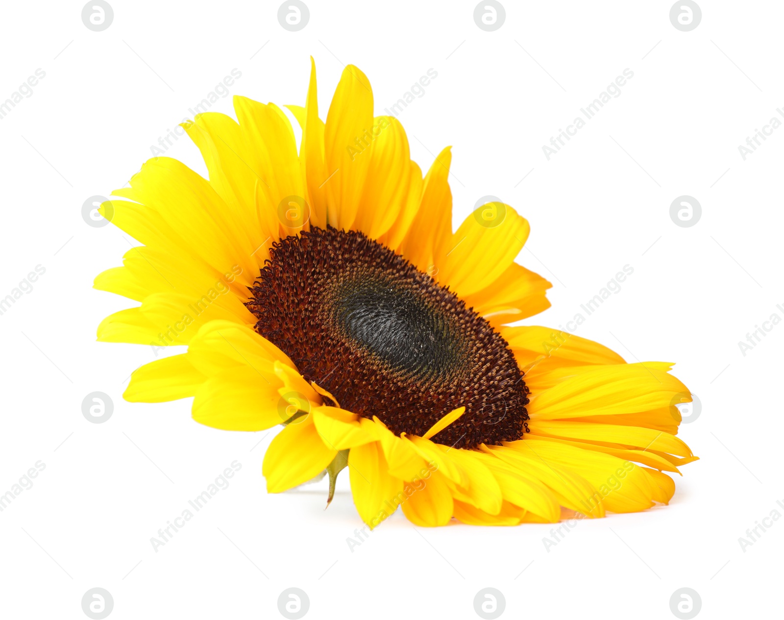 Photo of One beautiful sunflower with bright petals isolated on white