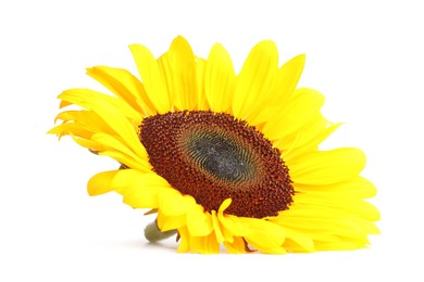 One beautiful sunflower with bright petals isolated on white