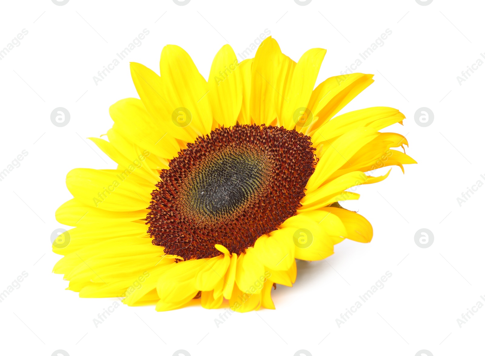 Photo of One beautiful sunflower with bright petals isolated on white