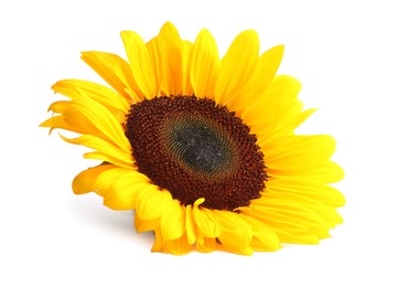 One beautiful sunflower with bright petals isolated on white