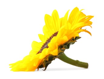 Photo of One beautiful sunflower with bright petals isolated on white