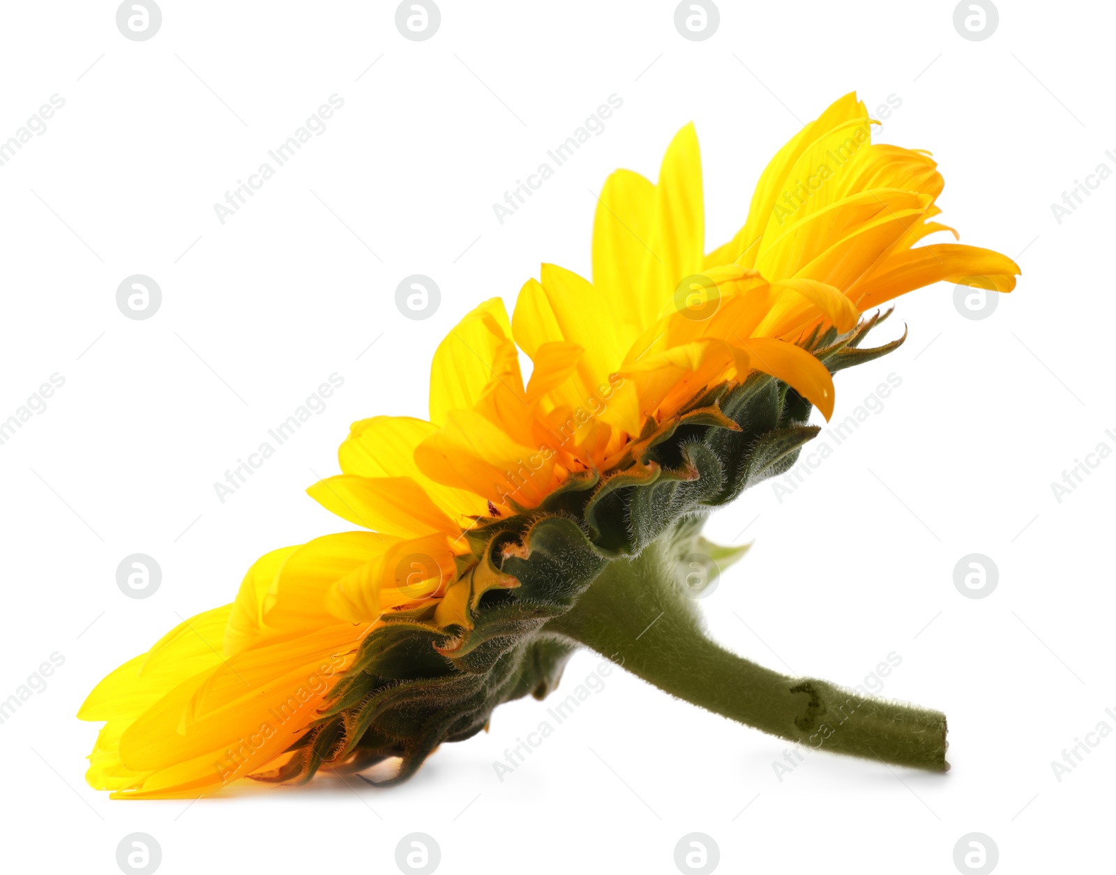 Photo of One beautiful sunflower with bright petals isolated on white