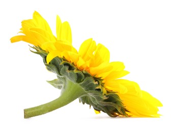 One beautiful sunflower with bright petals isolated on white