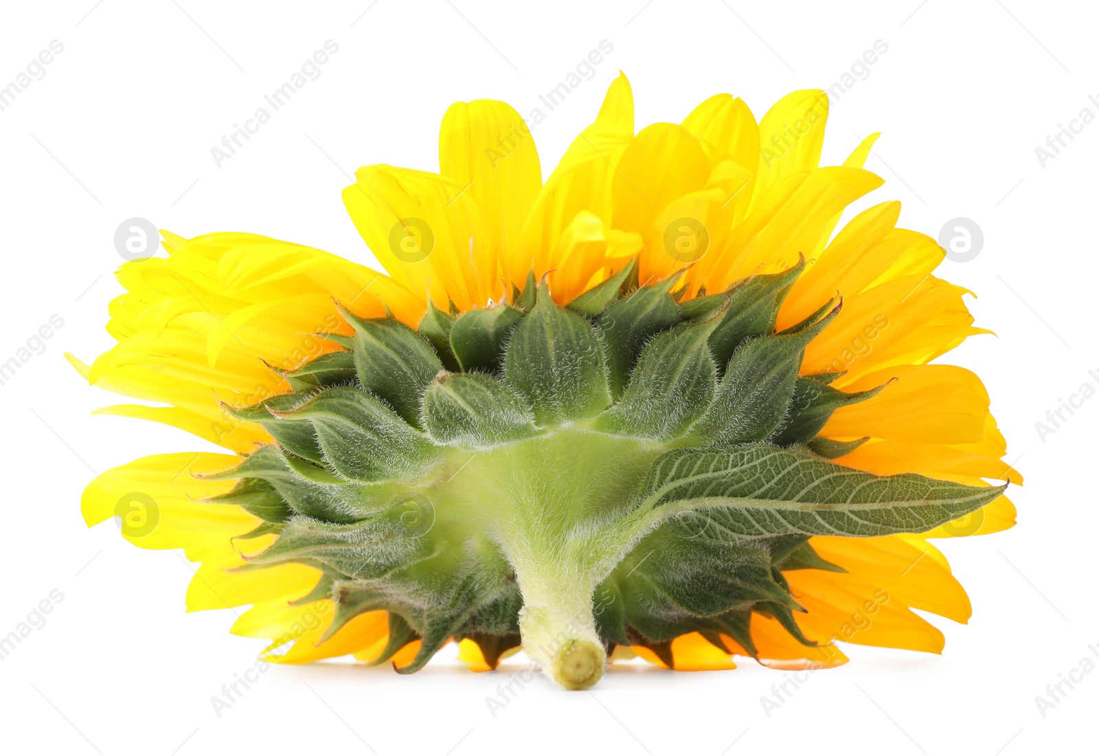 Photo of One beautiful sunflower with bright petals isolated on white