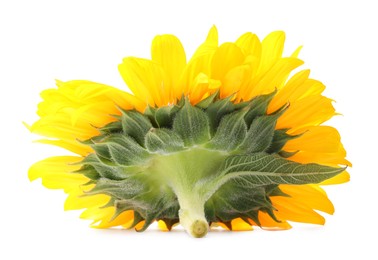 Photo of One beautiful sunflower with bright petals isolated on white