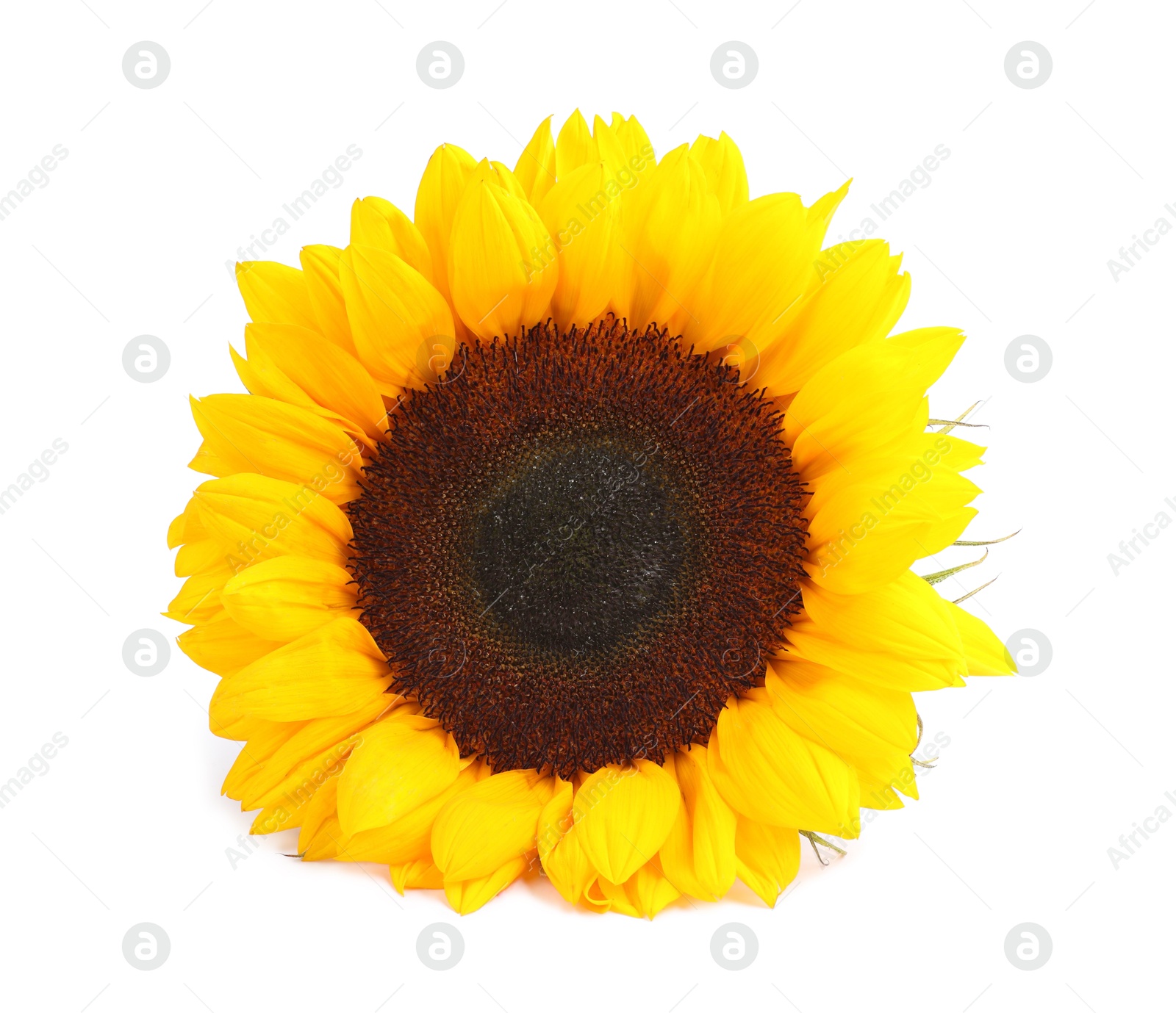 Photo of One beautiful sunflower with bright petals isolated on white