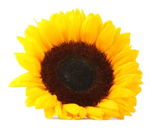 Photo of One beautiful sunflower with bright petals isolated on white