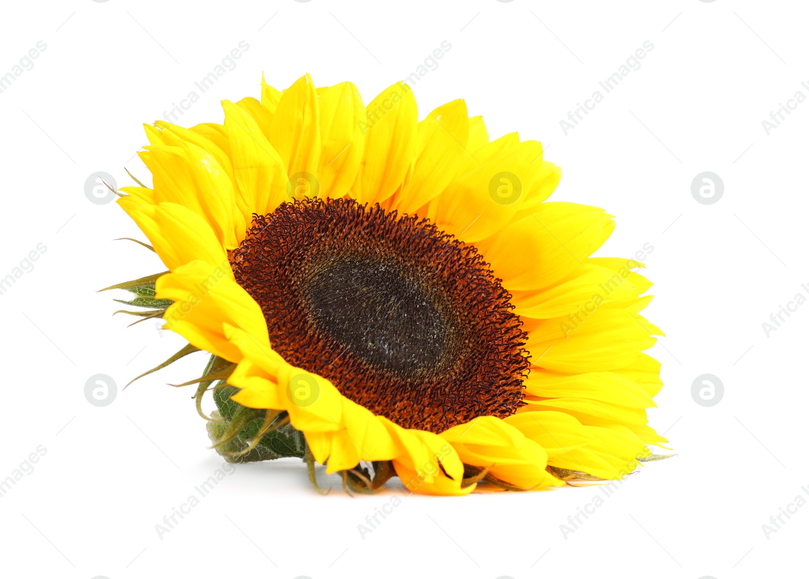 Photo of One beautiful sunflower with bright petals isolated on white