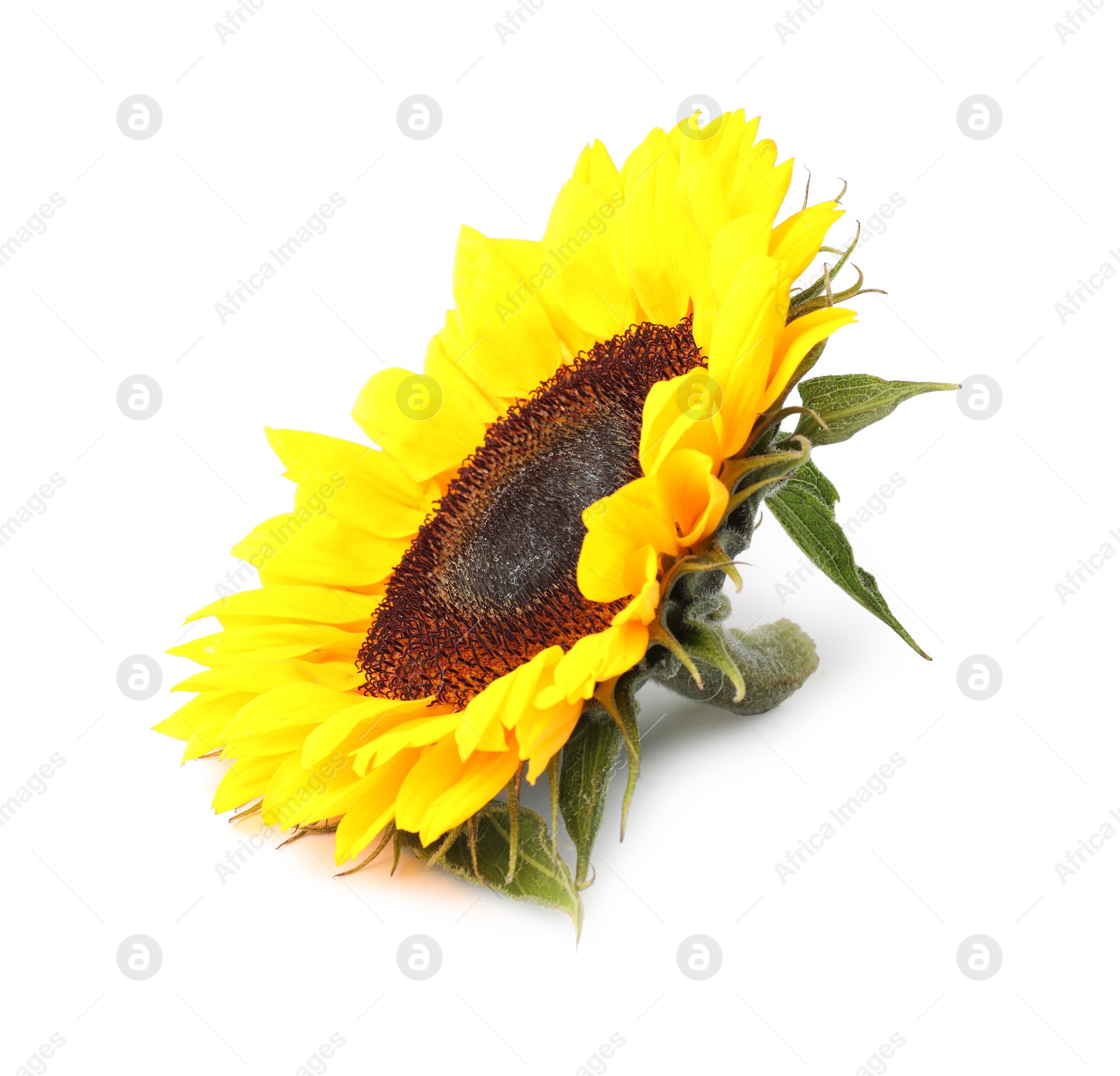 Photo of One beautiful sunflower with bright petals isolated on white