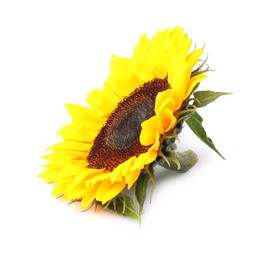 One beautiful sunflower with bright petals isolated on white