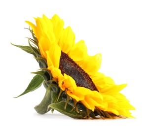 Photo of One beautiful sunflower with bright petals isolated on white