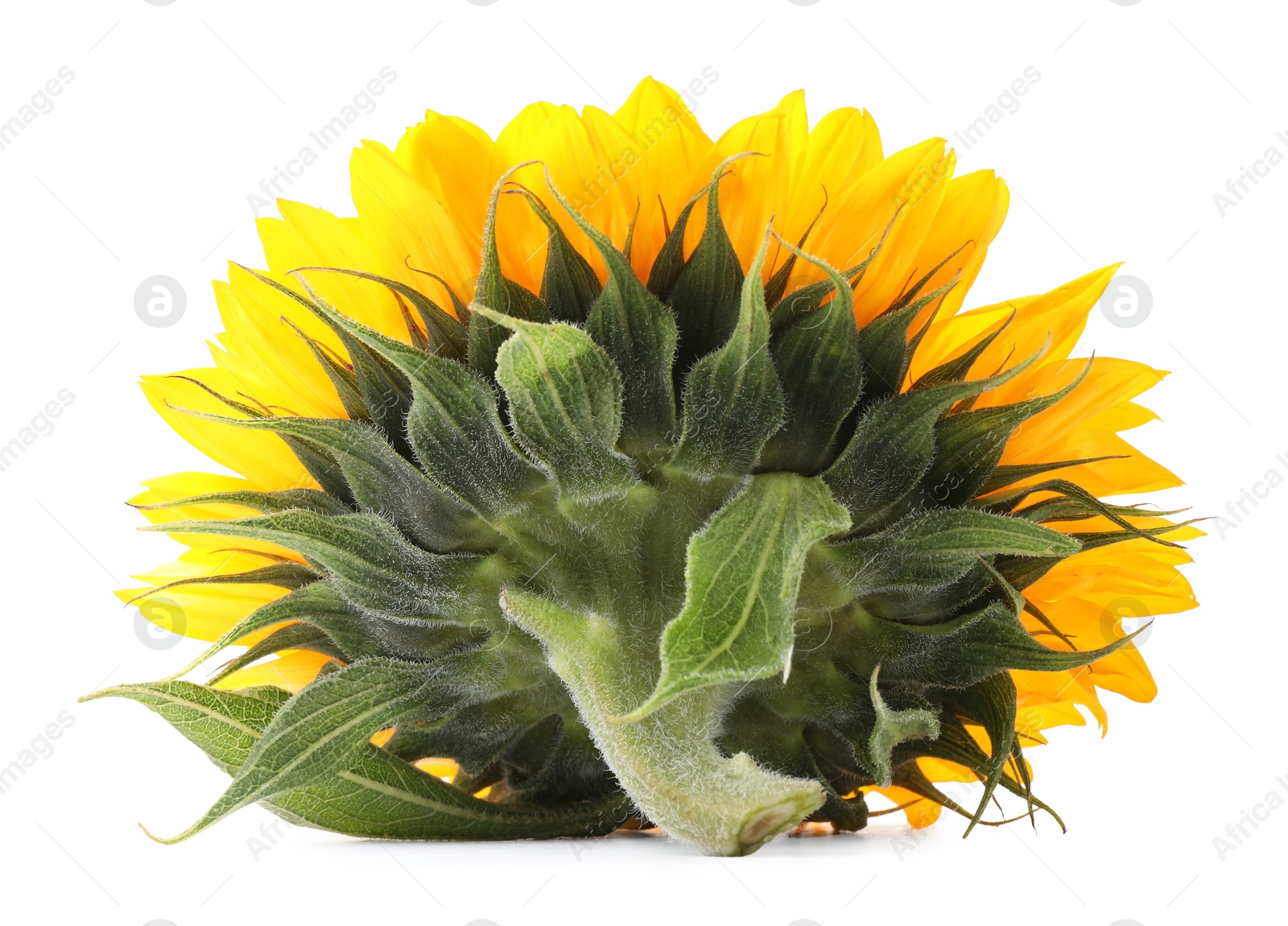 Photo of One beautiful sunflower with bright petals isolated on white