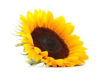 Photo of One beautiful sunflower with bright petals isolated on white