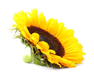 One beautiful sunflower with bright petals isolated on white