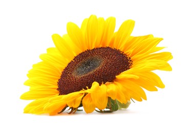 Photo of One beautiful sunflower with bright petals isolated on white