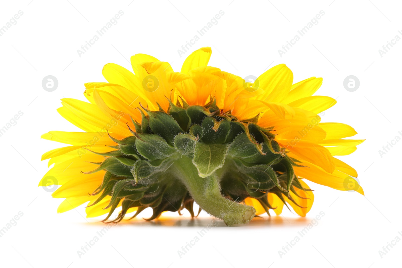 Photo of One beautiful sunflower with bright petals isolated on white