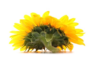 Photo of One beautiful sunflower with bright petals isolated on white