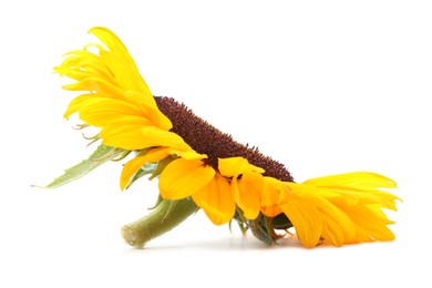 Photo of One beautiful sunflower with bright petals isolated on white