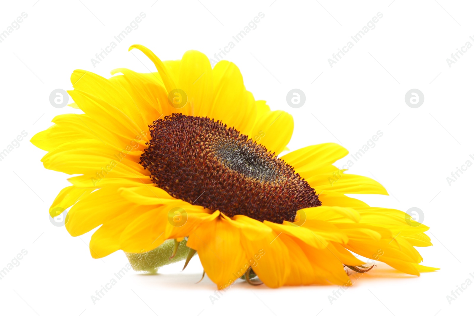 Photo of One beautiful sunflower with bright petals isolated on white