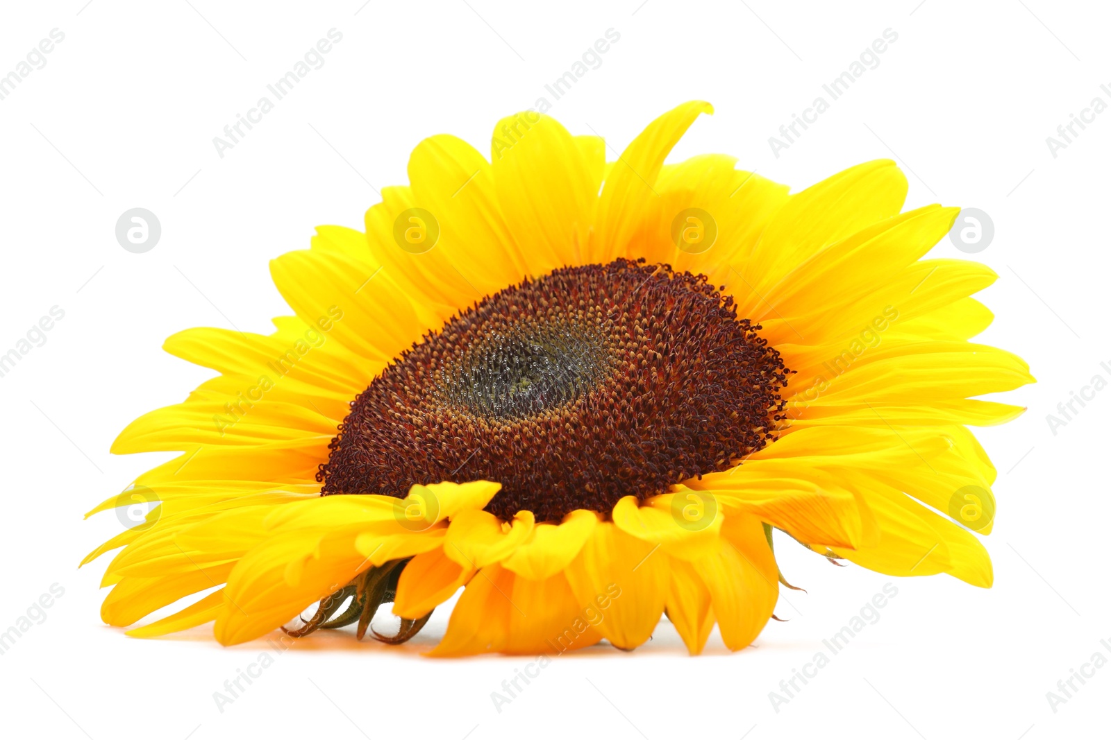 Photo of One beautiful sunflower with bright petals isolated on white