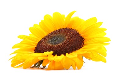 Photo of One beautiful sunflower with bright petals isolated on white