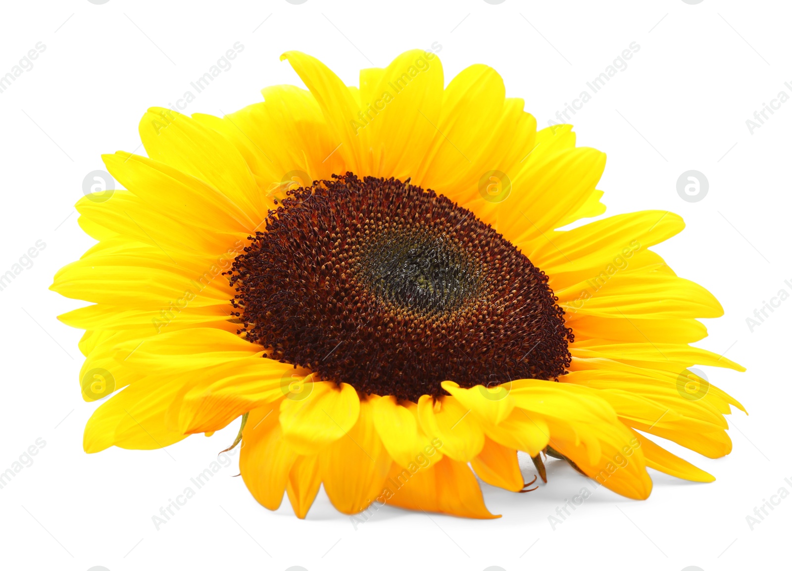 Photo of One beautiful sunflower with bright petals isolated on white