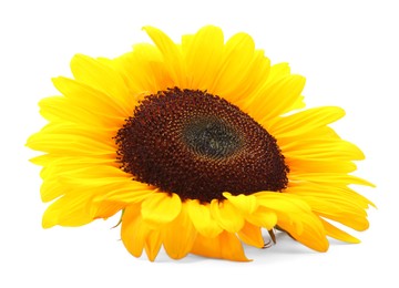 Photo of One beautiful sunflower with bright petals isolated on white