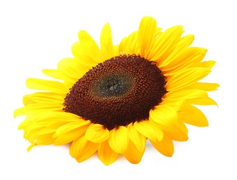 Photo of One beautiful sunflower with bright petals isolated on white