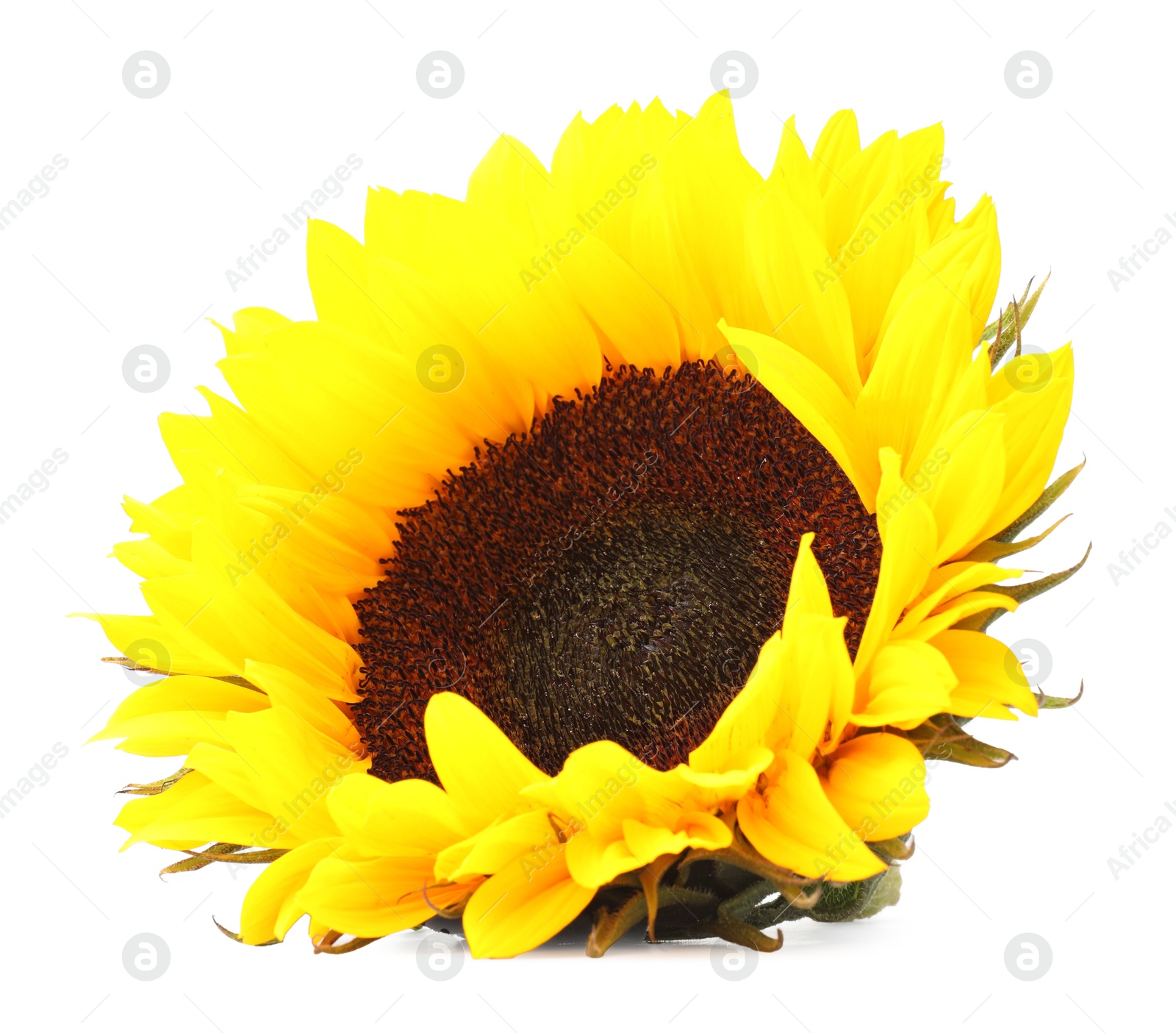 Photo of One beautiful sunflower with bright petals isolated on white