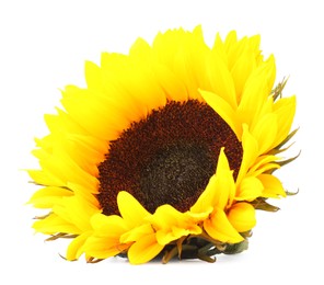 One beautiful sunflower with bright petals isolated on white