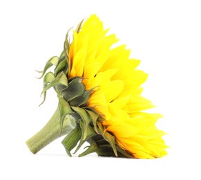 One beautiful sunflower with bright petals isolated on white