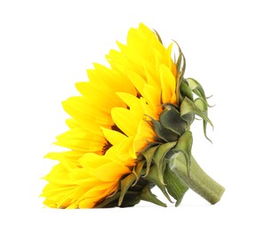 One beautiful sunflower with bright petals isolated on white